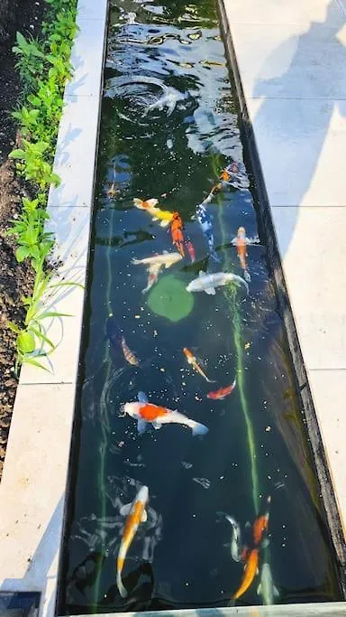 Апартаменты Luxurious Large Home With Pool, Garden, Koi Pond Мюнхен